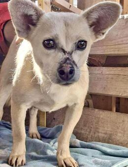 Bianca klein,freundlich,im besten Alter - Koblenz