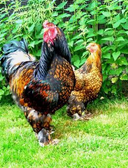 Eier grosse Rasse Brahma - Roding