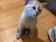 Siam kitten / Heilige Birma mix - Berlin