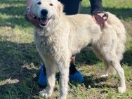 MANDORLA💛💛💛menschenverliebte Hündin - Herxheim (Landau)