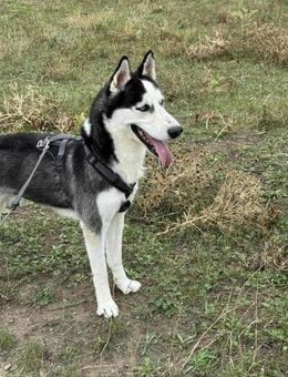 Yukon - Er muss dringend aus dem Shelter - Blankenheim (Nordrhein-Westfalen)