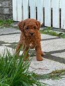 Reinrassiger Zwergpudel Welpe sucht liebevolles Zuhause in 40668