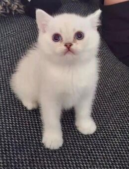 Baby Katze - Nürnberg
