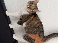 Zwei besondere Katzen suchen ein liebevolles Zuhause – gerne in Familienhände - Bremen