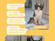 2 liebe Kitten gegen Schutzgebühr abzugeben. - Moormerland