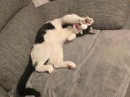 Kater 1 Jahr alt - Lauchringen