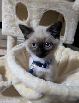 ✨ Wunderschöne Siam Bluepoint / Heilige-Birma-Kitten suchen ihr Traumzuhause! ✨ - Mönchengladbach