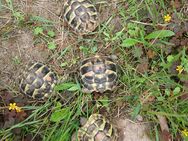 3 Griechische Landschildkröten NZ 24 - Burg Stargard