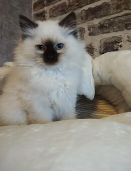 Wunderschöne birma Siam Mix Babys bald auszugsbereit - Grefrath (Sport- und Freizeitgemeinde)