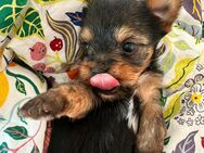 Yorkshire Terrier Welpen (mini) - Köln