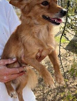 Rubio; zarte, gerettete Seele - Geilenkirchen