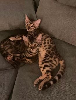 Zwei Bengal-Weibchen suchen ein liebevolles Zuhause - Gramzow