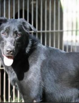 Cooper sucht ein Zuhause - Pirmasens