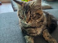 Maine Coon Kittys Mix - Euskirchen