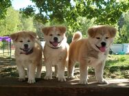 Akita Inu Welpen - Chorin