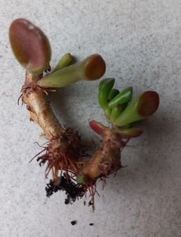 Geldbaum Crassula portulacea var cristata Ableger - Dortmund Aplerbeck
