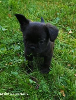 Französische Bulldoggen Welpen aus langjähriger deutscher Zuchtstätte - Frankfurt (Main)