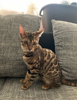Reinrassige Bengal Katze - Essen