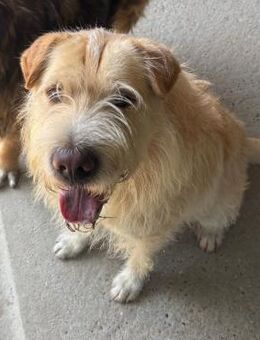 PRESTON-MÖCHTE ALLES LERNEN - Nörten-Hardenberg