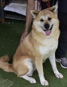 MAIA - wunderbare & besondere Hündin 💝 - Neudenau