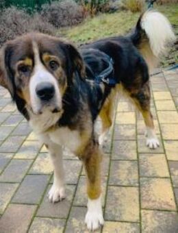 Stropp - wartet in 71729 Erdmannshausen - Oberwies