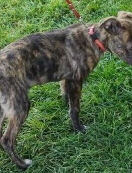 PIRIO - offen, lustig, aktiv, verspielt - Overath