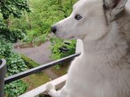 Husky „Snow“ sucht aktiven Herrchen/Frauchen - Elmshorn Zentrum