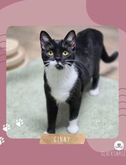 Kätzchen Ginny hofft auf ihre Familie - Lalendorf