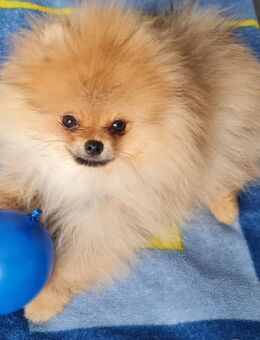 Pomeranian mit Ahnentafel - Straßkirchen
