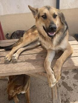 Klein - Rüde in Spanien - Lenningen