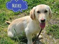 Matko ein absoluter Engel - Flörsheim-Dalsheim