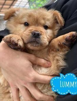 Lummy einer zum knutschen - Flörsheim-Dalsheim