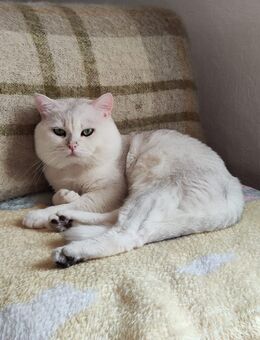 🐾 BKH-Kitten – 3 Kater & 3 Kätzchen suchen liebevolle Familien! 😻 - Kassel Harleshausen