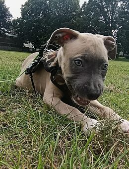 Kleiner Herzensbrecher sucht sein Für-immer-Zuhause ❤️🐾 - Lübeck Mitte