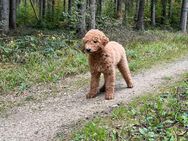 Goldendoodle F1b Welpe - Neresheim