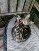 Maincoon-russischblau Mix Kitten jetzt abgabebereit in 18334
