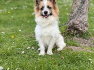 Kleinspitz / Terrier 2,5 Jahre alt - Soest