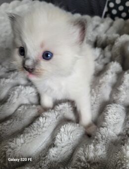 Ragdoll Kitten zauberhaft - München