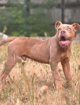Liebevolle Old English Bulldogge (6 Monate) sucht erfahrenes Zuhause - Potsdam
