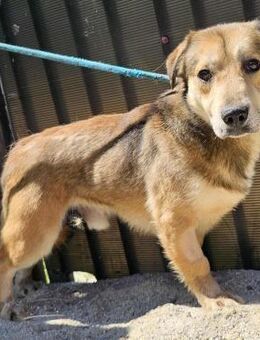 Freundlicher Shilow sucht Familie - Düsseldorf