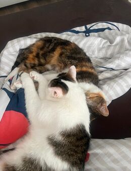 2 Hauskatzen dringliche Vermittlung - Eisleben (Lutherstadt)