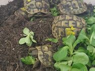 Griechische Landschildkröten NZ 2022 - Freilassing