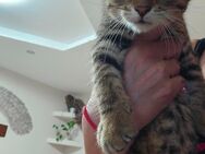 Baby Katze - Wallerfangen