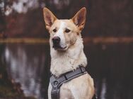 Toto sucht erfahrene Hundehalter - Neuss