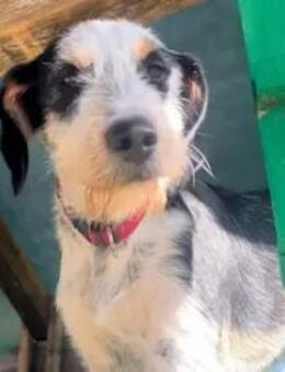 CEDRIC ein junger Schatz - Regensburg