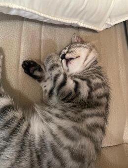 junge BKH mix Katzen - Raubling