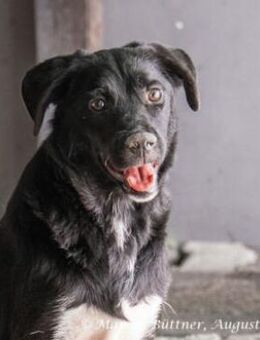 Carlo ist ruhig und schüchtern - Egelsbach