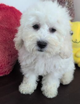 Maltipoo Welpen - Aholming