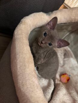 Süße Sphynx Kitten - Chemnitz