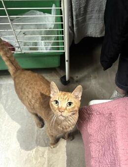 Handicap Kater Tobias - Grevenbroich